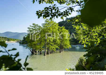 Beautiful tiny grove of bald cypress trees growing 45239495