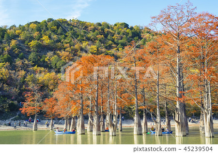 Cypress trees dot a pond in Sukko. 45239504