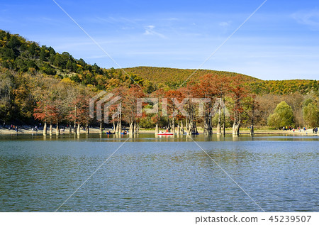 Cypress trees dot a pond in Sukko. 45239507