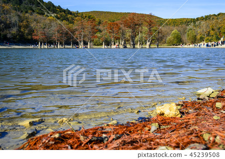 Cypress trees dot a pond in Sukko. 45239508