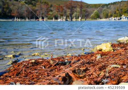 Cypress trees dot a pond in Sukko. 45239509