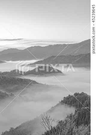 (Monochrome) Oyin Yu autumn leaves (Monochrome) Oyin Yu autumn leaves 45239645