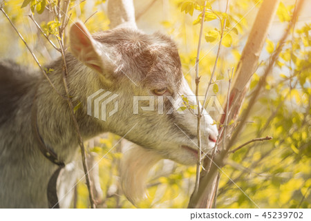 A goat eats leaves in the outdoor 45239702
