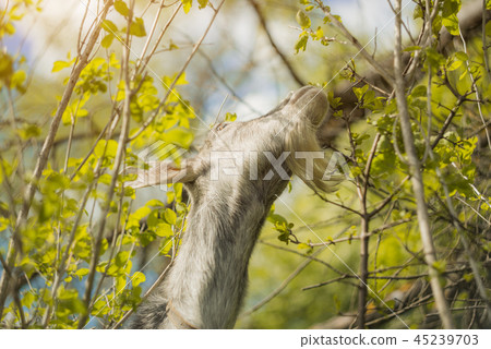 A goat eats leaves in the outdoor 45239703