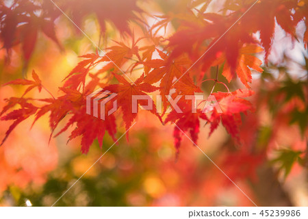 Autumn red and green Japanese maple leaf 45239986
