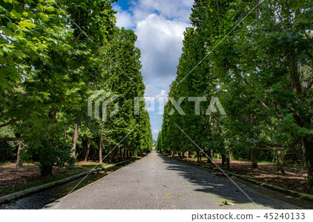 Green tree-lined avenue 45240133
