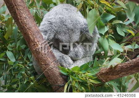 marsupial, koala bear, koala 45240308
