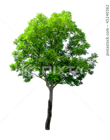tree on white background. tree on white background. 45240362