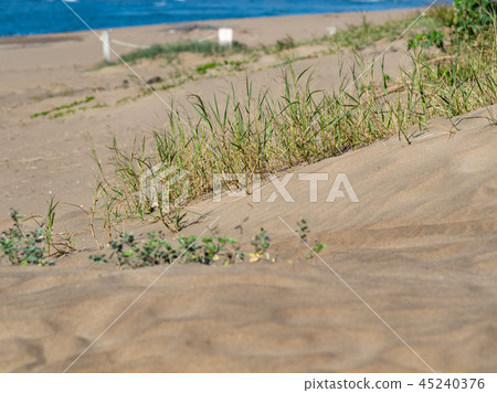 green plants on the sand green plants on the sand 45240376