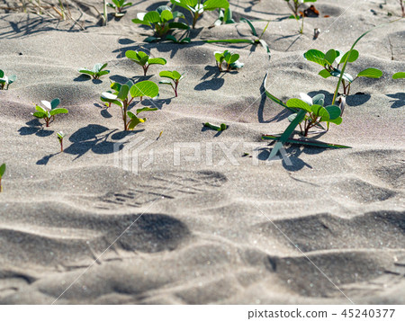 green plants on the sand green plants on the sand 45240377