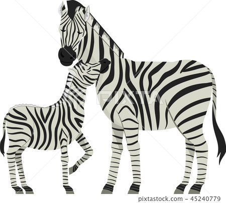 Zebra Foal Illustration Zebra Foal Illustration 45240779
