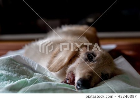 Old dog dachs Old dog dachs 45240887