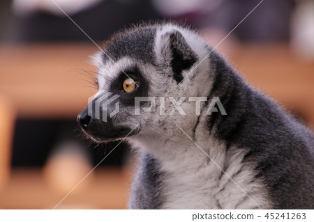 Wolverine lemur 45241263