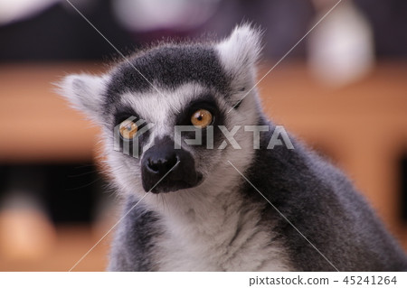 Wolverine lemur 45241264