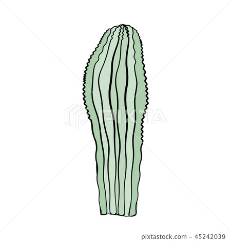 Vector illustration with isolated cactus on white background. Vector illustration with isolated cactus on white background. 45242039