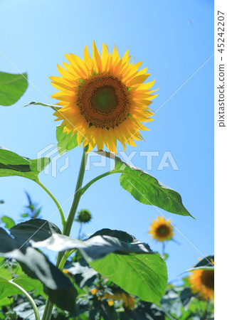 A sunflower looking up at the sky 45242207