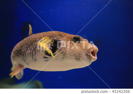 I am a blowfish! 45242208