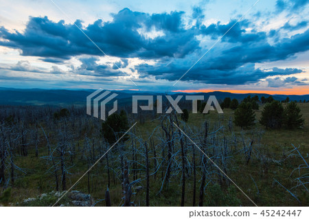 Landscape with dead forest Landscape with dead forest 45242447
