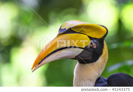 Great Hornbill Buceros bicornis 45243375