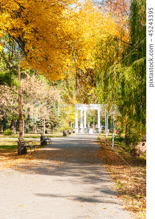 Autumn park and the sun's rays make their way thro 45243395