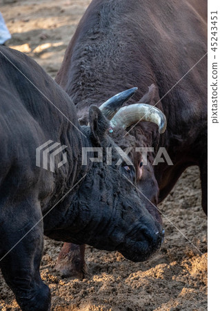 Cow horn poke 45243451