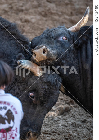 Cow horn poke 45243480