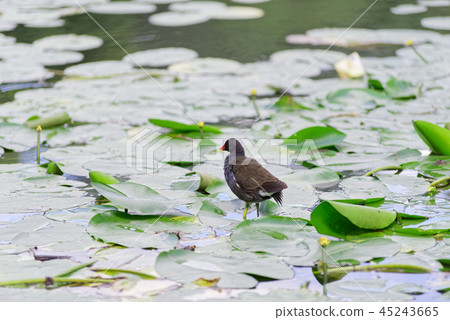 Common moorhen over the leaves of water lily 45243665