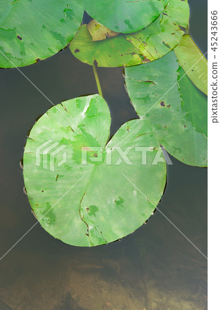 Green leaves of water lily floating on water 45243666