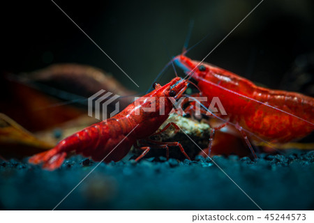 Red neocaridina shrimp fire pet aquarium water 45244573