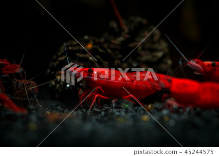 Red neocaridina shrimp fire pet aquarium water 45244575