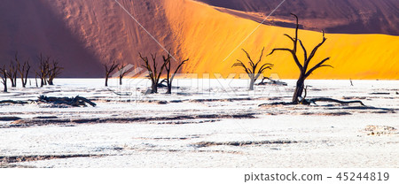 Dead camel thorn trees in Deadvlei dry pan with cracked soil in the middle of Namib Desert red dunes 45244819