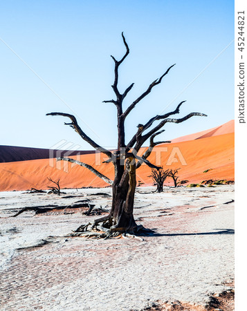 Dead camel thorn trees in Deadvlei dry pan with cracked soil in the middle of Namib Desert red dunes 45244821