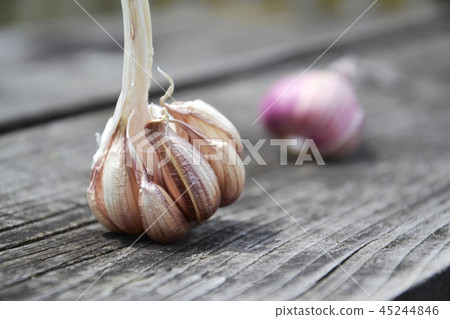 Violet Garlic cloves, Allium sativum stick on wood 45244846