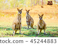 Watch this Kangaroo wallaby 45244883