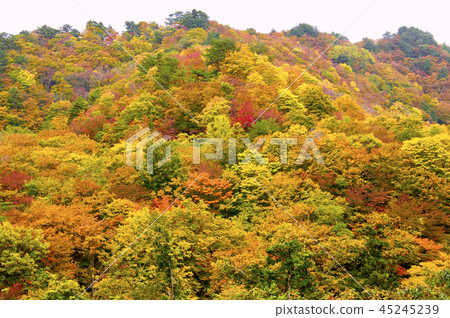 Mt. Hagi Aki's Mt. 45245239