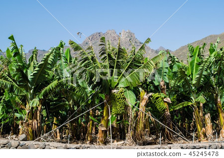 Banana plantation in the mountains, Tenerife Banana plantation in the mountains, Tenerife 45245478