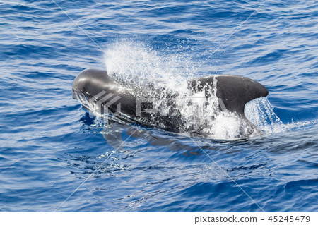 Whale breaching in the ocean, Tenerife Whale breaching in the ocean, Tenerife 45245479
