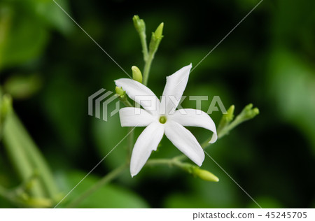 Azores Jasmine (Jasminum azoricum) flower Azores Jasmine (Jasminum azoricum) flower 45245705