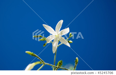 Azores Jasmine (Jasminum azoricum) flower  45245706