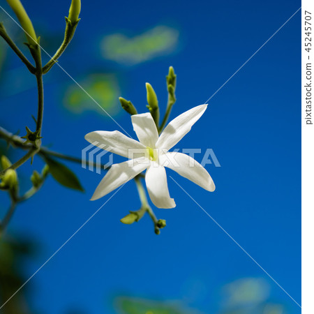 Azores Jasmine (Jasminum azoricum) flower  45245707