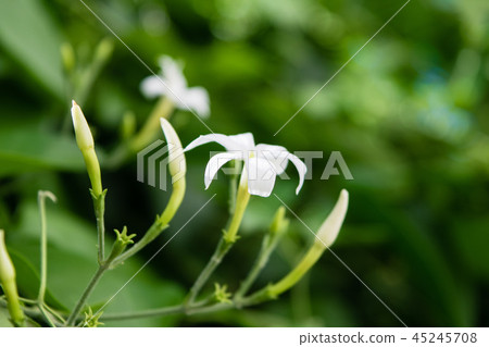 Azores Jasmine (Jasminum azoricum) flower Azores Jasmine (Jasminum azoricum) flower 45245708