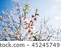 Pink Almond blossom set against a blue sky 45245749