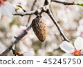almond tree flowers with branches and almond nut 45245750