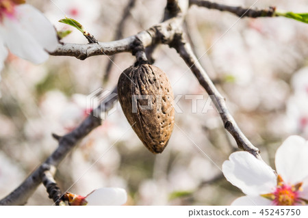almond tree flowers with branches and almond nut almond tree flowers with branches and almond nut 45245750