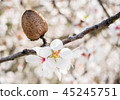 almond tree flowers with branches and almond nut 45245751