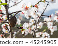 almond tree flowers with branches and almond nut 45245905