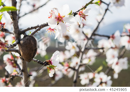 almond tree flowers with branches and almond nut almond tree flowers with branches and almond nut 45245905