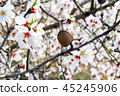 almond tree flowers with branches and almond nut 45245906