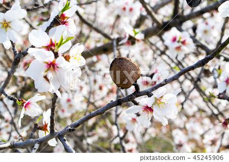 almond tree flowers with branches and almond nut almond tree flowers with branches and almond nut 45245906