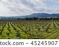 Field of grape vines early spring in Catalonia 45245907